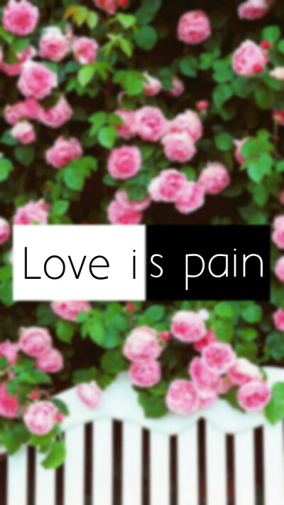 玫瑰花丛。壁纸。love is pain。 原创作图。