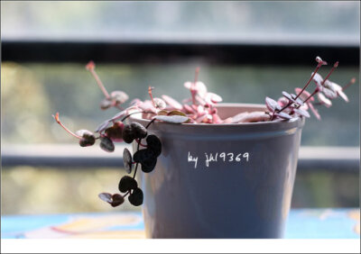 爱之蔓（Ceropegia woodii）是萝藦科吊灯花属多肉植物、也称多浆植物。别名：心蔓、吊金钱、蜡花。原产于南非及津巴布韦。叶形叶色较美，有一定的观赏价值；盆栽可放置于电视、电脑旁，可吸收辐射，亦可栽植于室内以…