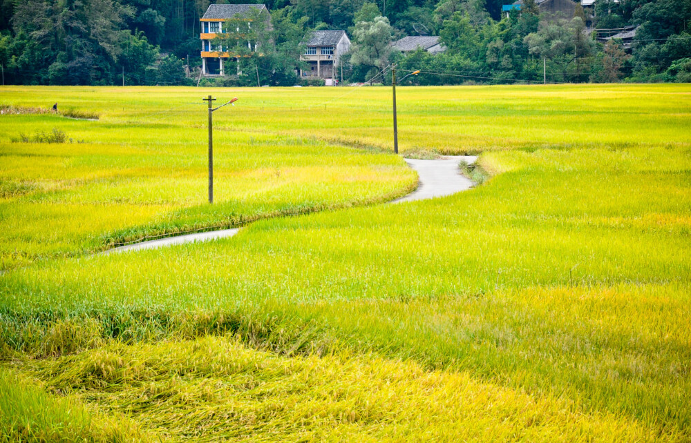 从山里扛粉干回来，一路上是这样的风景！可这样的景可能两天后就因收割完成而不复存在了。可正是季节变幻，周而复始，又要成就另外一番风景了。