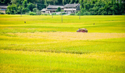 从山里扛粉干回来，一路上是这样的风景！可这样的景可能两天后就因收割完成而不复存在了。可正是季节变幻，周而复始，又要成就另外一番风景了。