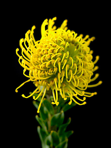 银宝树（针垫花/风轮花）Leucospermum cordifolium ，山龙眼科银宝树属（针垫花属）。