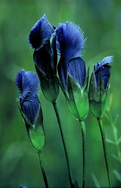 流苏龙胆（甲蒂甲普曼巴 ）Gentiana panthaica ，龙胆科龙胆属。