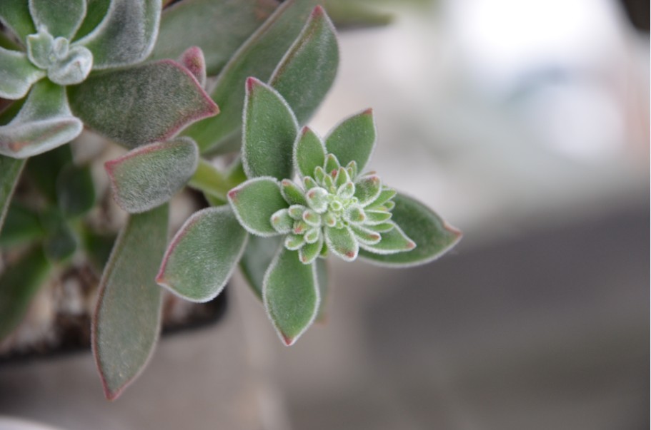 锦晃星（Echeveria pulvinata）是一种景天科拟石莲花属的多肉植物，栽培较为普遍的，其肥厚、多肉的叶片布满了细短的白色毫毛（石莲花属里较少的有绒毛系列），叶缘顶端的红色鲜艳夺目，于冬季和早春绽开出的一串串橙红色小花交相辉映，异常美丽。