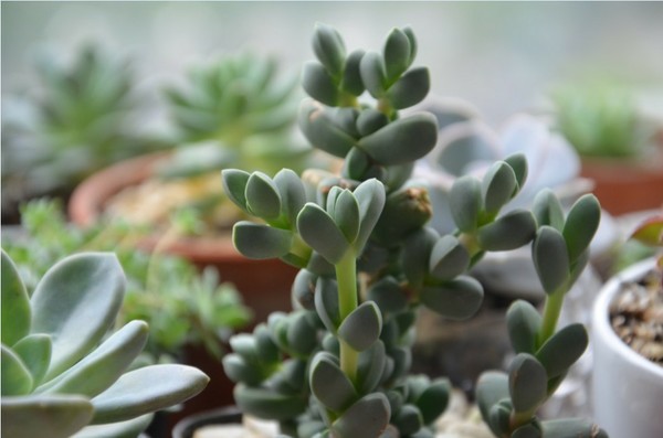 鹿角海棠，又名熏波菊。番杏科植被、鹿角海棠属多肉植物。原生地位于南非西南部地区。喜温暖干燥和阳光充足环境。怕寒，耐干旱，怕高温。要求肥沃、疏松的沙壤土地。冬季温度不低于15℃。其叶形叶色较美，有一定的观赏价值；盆栽可放置于电视、电脑旁，能吸收辐射，亦可栽植于室内以吸收甲醛等物质，净化空气。观赏价值也很高。