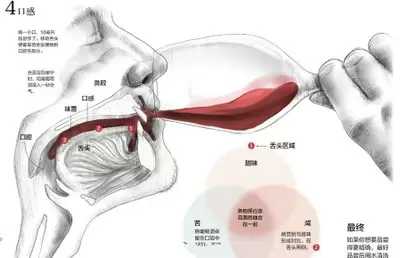 红酒艺术