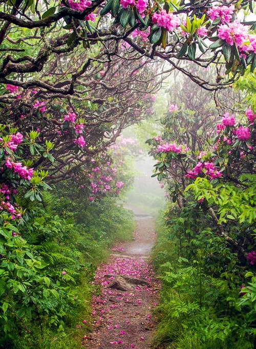 Spring in Craggy Gardens, Asheville, North Carolina。北卡罗莱纳州阿什维尔的花园的春天。