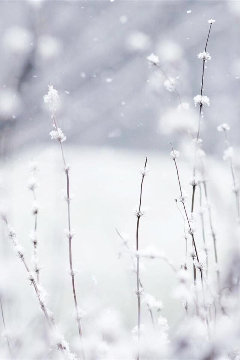 白色雪景