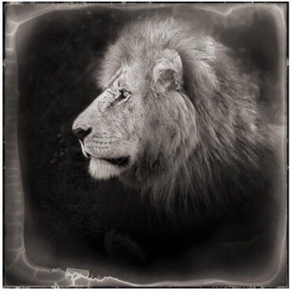 Nick Brandt，英国野生动物摄影师，出生于1966年，1992年移居非洲，他曾为Michael Jackson拍摄了多部MV，其中包括著名的《Earth Song》“非洲的野生动物从未像在Brandt的照片中那么华丽而神秘。他拍的大象如金字塔版厚重。他拍的犀牛比碳更古老。他拍的猿猴比人类更聪明。非洲大地灾难丛生，能够像这样忘却战争和饥荒地沉浸在这片土地的照片中，难道不是一种恩惠吗？这些照片提醒着我们，非洲对野生动物来说，是一个埋藏着巨大宝藏的家园。”——《时代周刊》