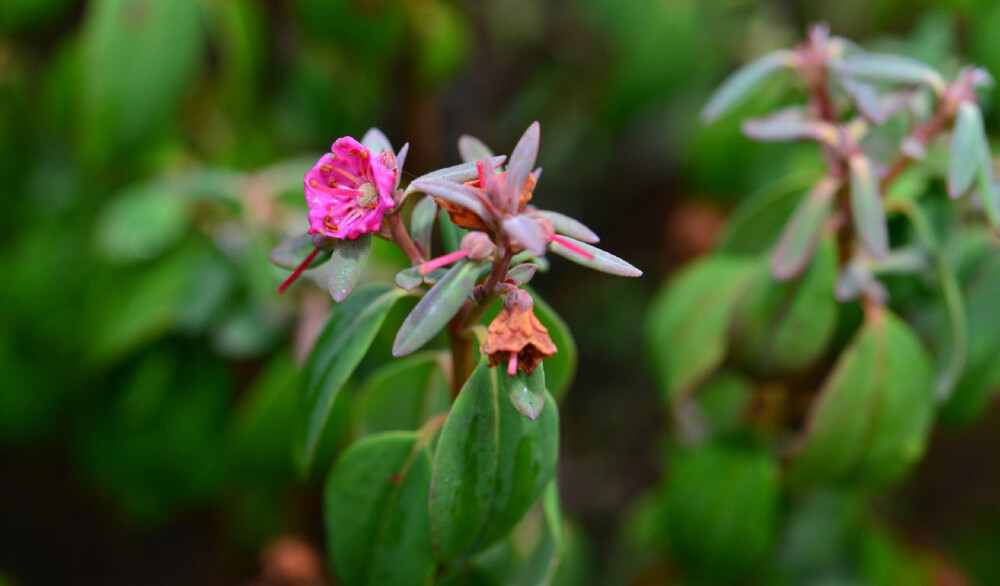 狭叶山月桂“红” Kalmia angustifolia 'Rubra' ，杜鹃花科山月桂属。