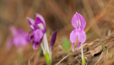 绵枣象牙参 Roscoea scillifolia ，姜科象牙参属。