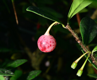 红花树萝卜 Agapetes hosseana ，杜鹃花科树萝卜属。