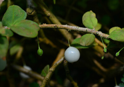 Sphyrospermum sp. ，杜鹃花科提灯莓属。