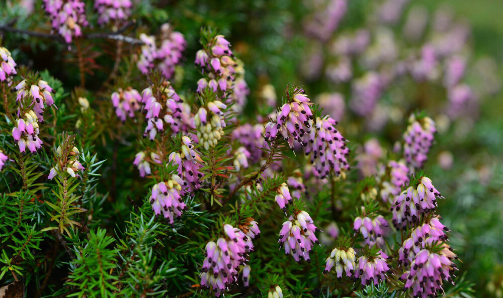 Erica herbacea ，杜鹃花科欧石南属。