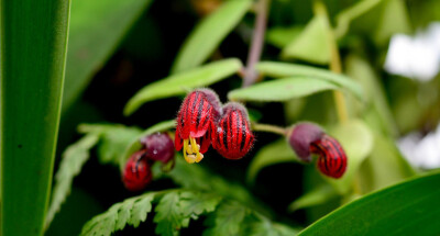 Aeschynanthus obconicus ，苦苣苔科芒毛苣苔属。