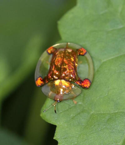 金梳龟甲 Aspidomorpha sanctaecrucis ，一种像糖的甲虫。