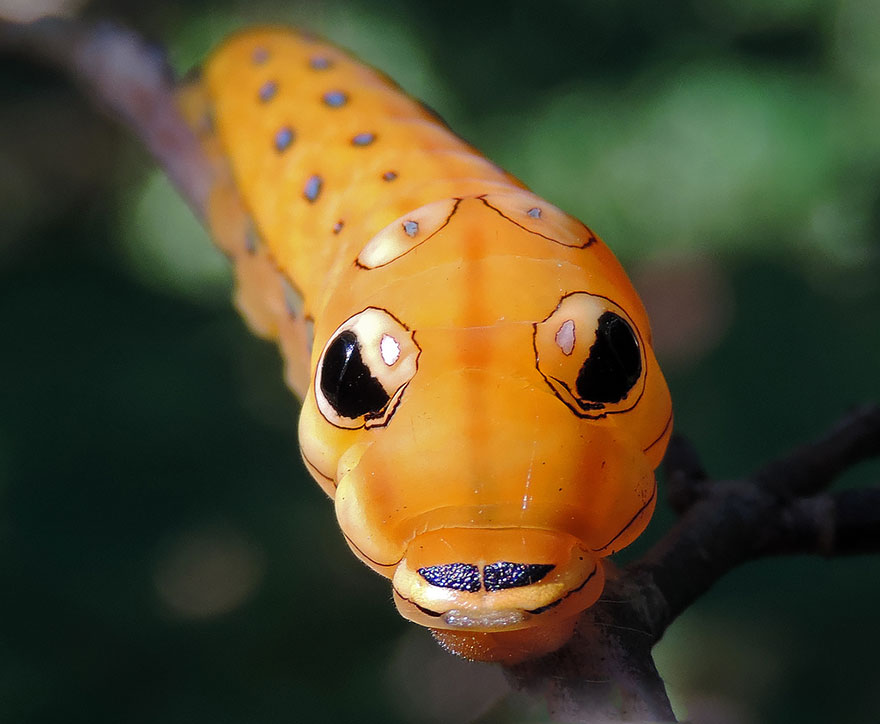 Papilio troilus 银月豹凤蝶，Spicebush swallowtail。幼虫。眼状斑点蛮有神的......