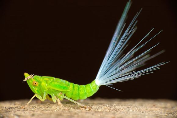 某种蜡蝉的若虫末端是蜡质丝