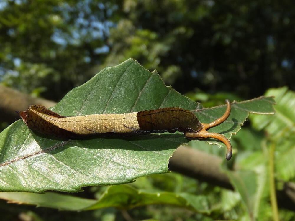 流星蛱蝶dichorragianesimachus幼虫蛱蝶科电蛱蝶属