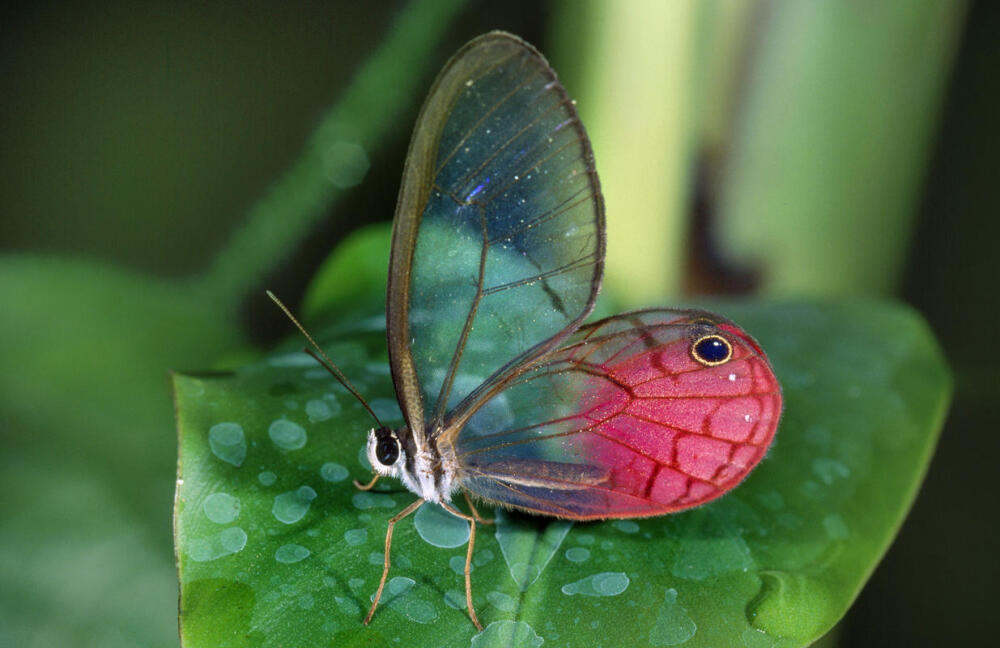 玫瑰水晶眼蝶 Cithaerias aurorina ，透翅蝶的一种。