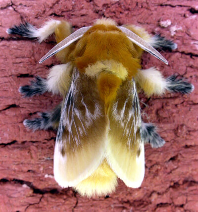 Megalopyge opercularis 绒蠹 ，英文名是 Flannel moth 。