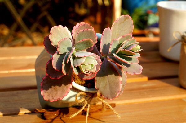 玉吊鐘（Kalanchoe fedtschenkoi 'Rosy Dawn' ），景天科、伽藍(lán)菜屬的多肉植物、也稱多漿植物，學(xué)名叫做別名洋吊鐘。該物種喜溫暖涼爽的氣候環(huán)境，不耐高溫烈日，它葉色艷麗，形態(tài)如花，株型美觀，根須奇特，具有極高的藝術(shù)欣賞價值。原產(chǎn)馬達(dá)加斯加島干燥、陽光充足的熱帶地區(qū)。