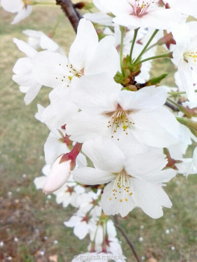 医学部的花