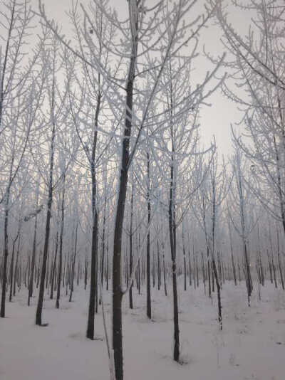 想家的雪