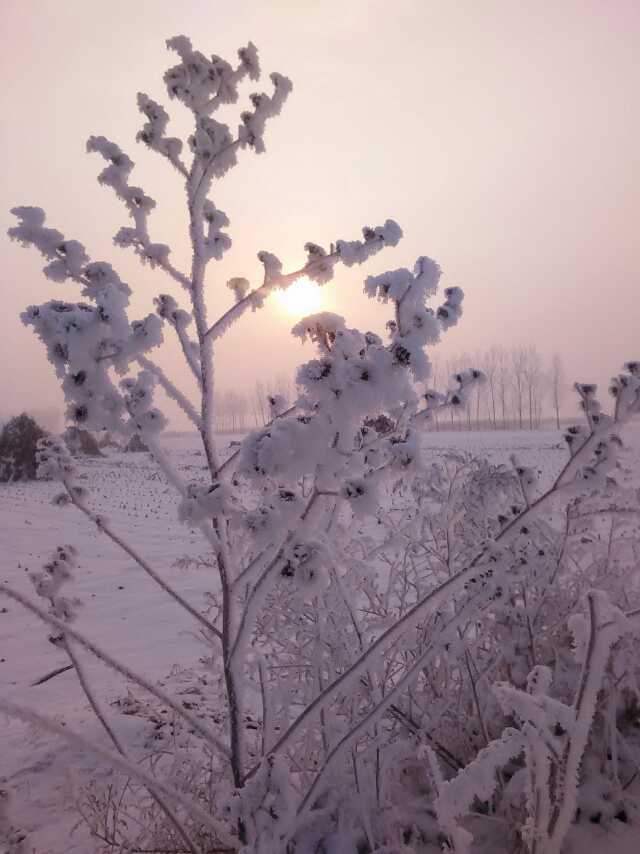 想家的雪