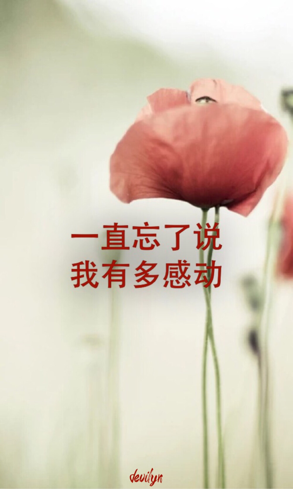 文字句子 花卉 歌词 iPhone壁纸 文艺 人物 原创 风景 清新【devilyn】