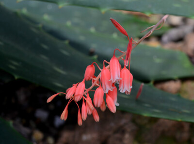 Aloe bellatula ，天门冬科芦荟属。