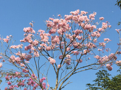 粉花风铃木