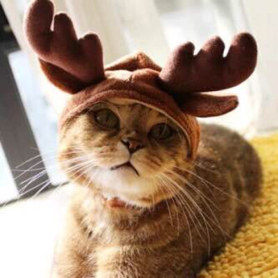 猫…鹿头