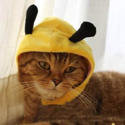 猫…蜜蜂头