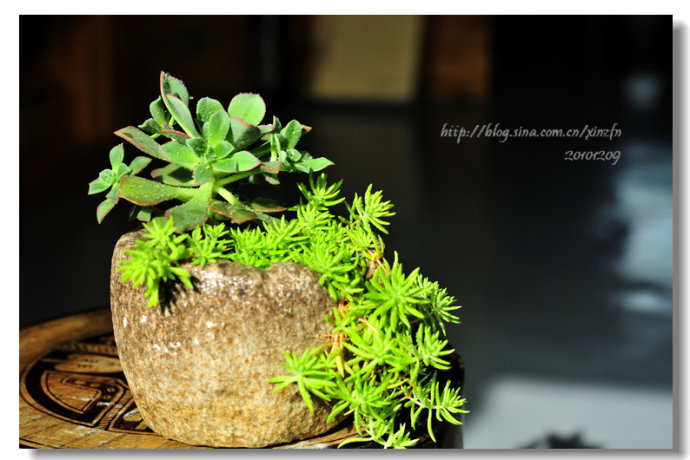 红缘莲花掌（Aeonium haworthi kwebb et Berth）属蔷薇目、景天科植物，原产大西洋的加那利群岛。质厚，蓝绿色，被白霜，叶缘红褐色。聚伞花序，花浅黄色，有时带红晕。