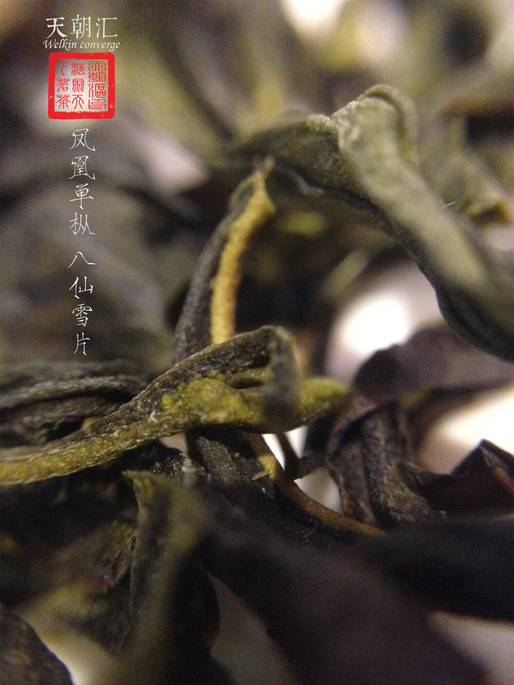 凤凰单枞 八仙 雪片 茶 天朝汇 摄影 微距 茶汤 茶叶 叶底 中国风 【一泡好茶，一份闲情。好图好文，你我共享。 天朝汇下午茶时间，与您一起说说在路上的那些事情。 扎西德勒，卡瓦博格。 我知道，远方的雪山，在等待着……】