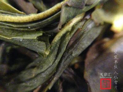 凤凰单枞 八仙 雪片 茶 天朝汇 摄影 微距 茶汤 茶叶 叶底 中国风 【一泡好茶，一份闲情。好图好文，你我共享。 天朝汇下午茶时间，与您一起说说在路上的那些事情。 扎西德勒，卡瓦博格。 我知道，远方的雪山，在等待…