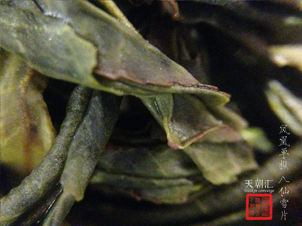 凤凰单枞 八仙 雪片 茶 天朝汇 摄影 微距 茶汤 茶叶 叶底 中国风 【一泡好茶，一份闲情。好图好文，你我共享。 天朝汇下午茶时间，与您一起说说在路上的那些事情。 扎西德勒，卡瓦博格。 我知道，远方的雪山，在等待着……】