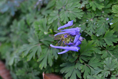 穆坪紫堇 Corydalis flexuosa ，紫堇科紫堇属。