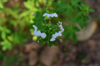 智利白花菜 Cleome chilensis ，白花菜科白花菜属。