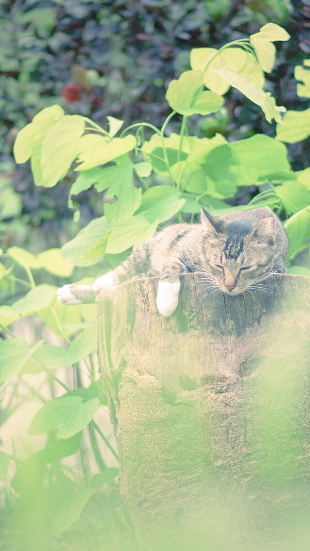 猫咪 绿叶