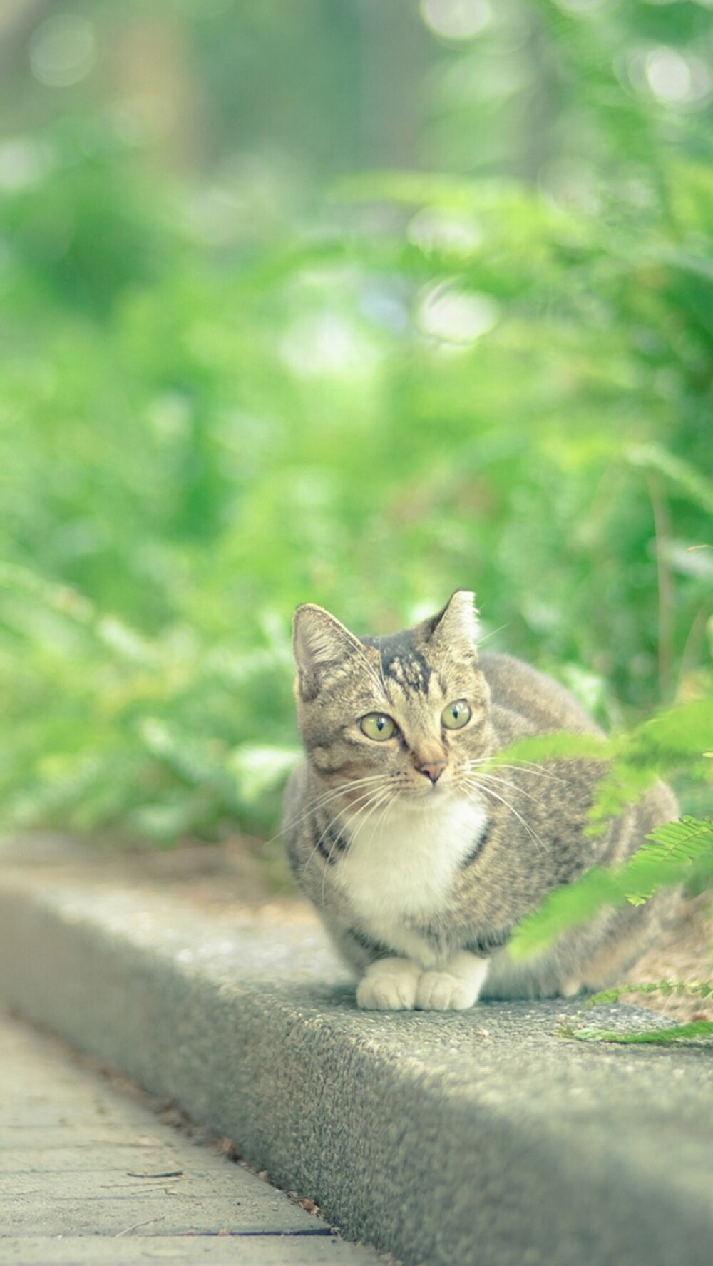 猫咪 绿叶