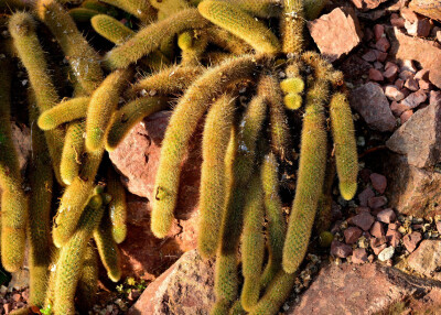 管花仙人柱 Cleistocactus winteri ，仙人掌科管花柱属。