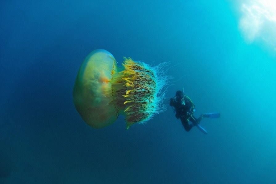 巨型野村水母