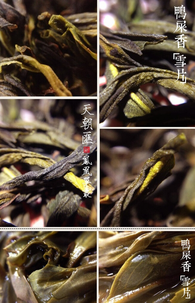 若只是初见 凤凰单枞 鸭屎香 雪片 茶 摄影 微距 中国风 茶叶 茶汤 叶底 【一泡好茶，一份闲情。好图好文，你我共享。 天朝汇下午茶时间，与您一起说说在路上的那些事情。 扎西德勒，卡瓦博格。 我知道，远方的雪山，在等待着……】