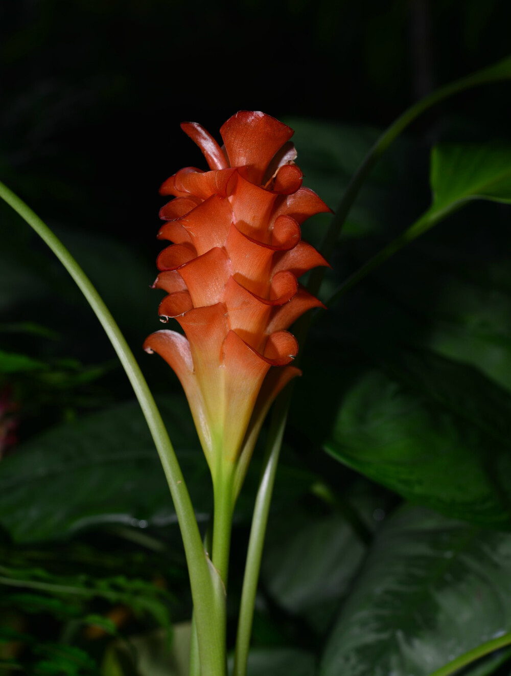 观音姜 Curcuma roscoeana ，姜科姜黄属。