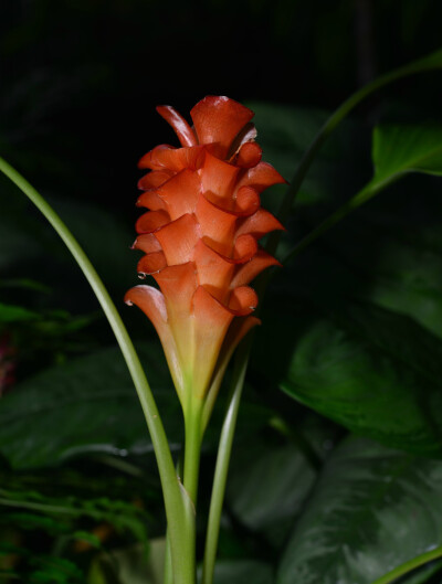 观音姜 Curcuma roscoeana ，姜科姜黄属。