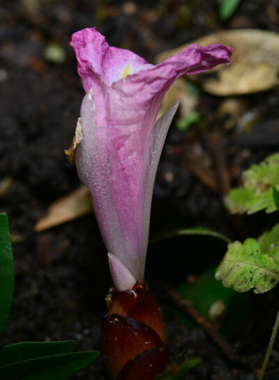 非洲粉红闭鞘姜 Costus tappenbeckianus ，闭鞘姜科闭鞘姜属。