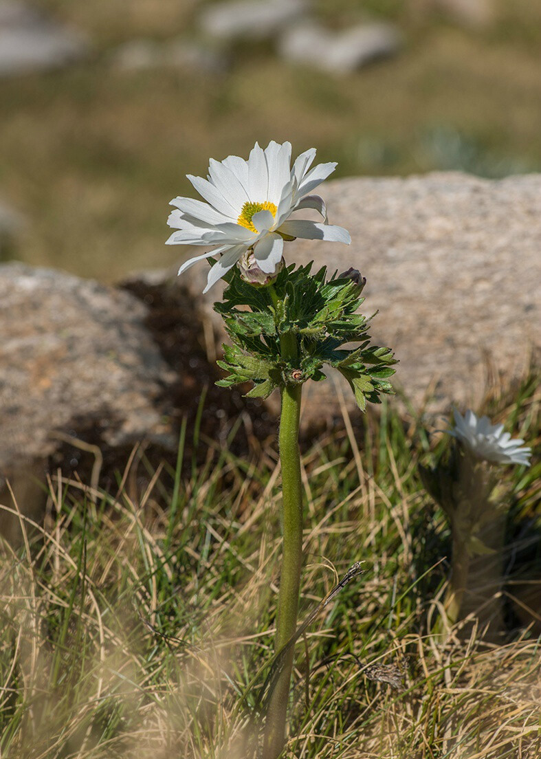 银莲花毛茛 Ranunculus anemoneus ，毛茛科毛茛属。