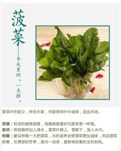 小小盆栽-菠菜