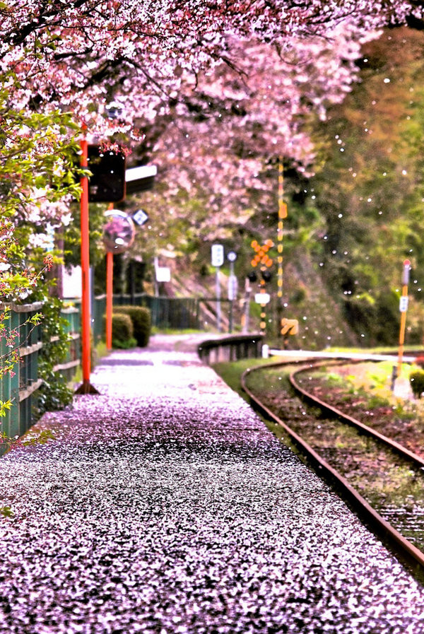 Baishinji,Ehime,Japan。日本爱媛县爱媛县松山市梅津寺町铁路车站，隶属于伊予铁道（伊予铁），最初为临时站，1931年获升格为常设站。车站建筑于海岸线旁，其中向海的2号月台，是日剧《东京爱情故事》的其中一个著名场景，是东爱迷的朝圣处，不少情侣会仿效剧场，将一条手帕缚在月台的栏杆上，而月台上亦竖立了纪念牌。